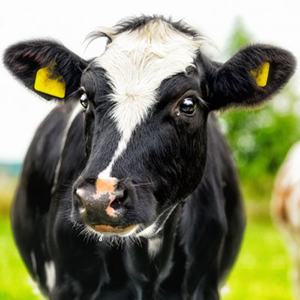 product-cow